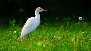 Natural Beauty View | Relaxing Video | Nice Nature | 4K Ultra Hd Video