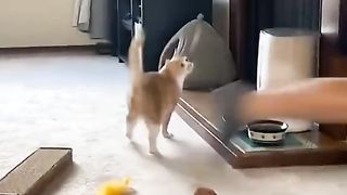 Funny cats 72