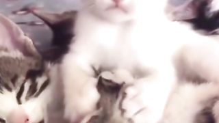 Funny cats 73