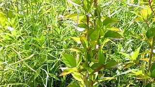 Viral Video | Nature Beautiful Video | Amazing Relaxing Nature | #viralshort #febspotshorts