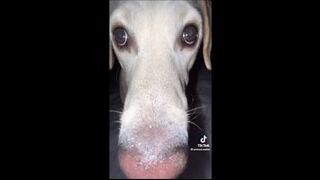 Memes that gave my dog W rizz