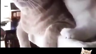 Funny animal 50