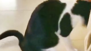 cat random