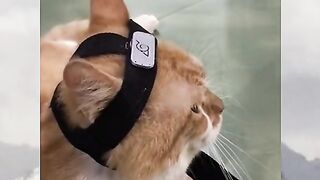 Funny animal 51