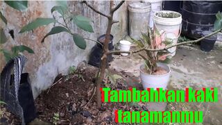 Tambah kaki pada tanamanmu