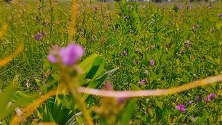 Beautiful Nature Short Video | Amazing Scenery | Meditation Video | #viralnatureshorts