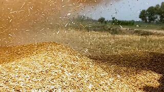 Natural Life | Village Crops Harvesting Video | Nature Beauty | #natureshorts