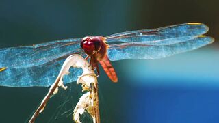 dragonflies 2