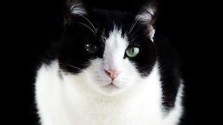 cat video with music relax