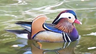 Duck being a  duck
