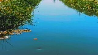 Nature Sounds Relaxing Water | Beautiful Water Flowing | Gentle Water Stream| Nature Sounds