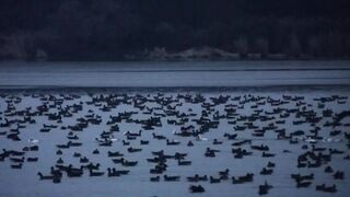 a lot of ducks
