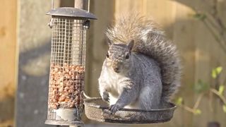 Squirrel 5