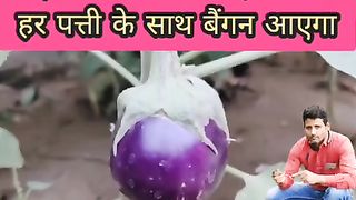 बैंगन पौधों के लिए बरदान साबित होगी यह खाद