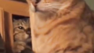 WTF cats