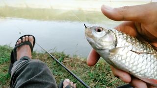Streak ikan wader babon