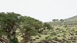 Migration of wild beast. largest migration of animals