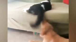 funny clips dog cat You will be shocked to see the adventures of animals