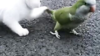 Cutest animals funny video