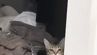 The Cat Was Trying To Be Cute