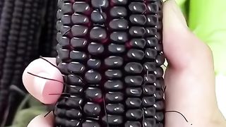 Purple corn
