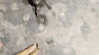 The Great snails