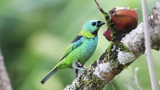 green bird 2