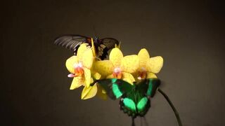 butterflies 4