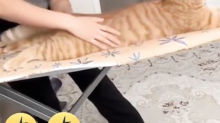 КОТКА  -  АРИСТОКРАТ