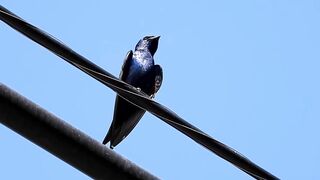 bird swallow