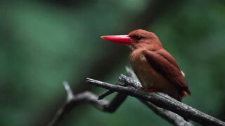 red bird