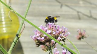 The bee ????