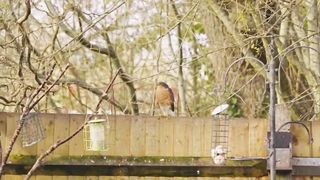 Sparrow Hawk