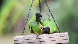 Nanday parakeets