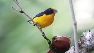 yellow bird 2