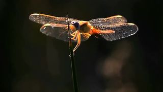 dragonflies 3