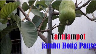 Tabulampot jambu Hong Pause
