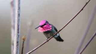 Anna's Hummingbird Singing