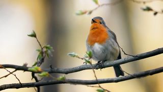 Bird sounds – European robin