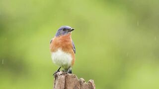 Bluebird Singing in the Rain
