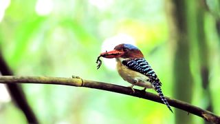 Banded kingfisher
