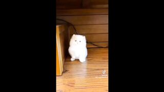 How cute are these little kittens