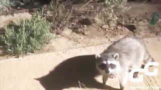 BEST UNUSUAL ANIMAL MEMES COMPILATION MAY_ ANIMAL FRIDAY