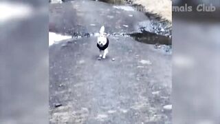 Funny Animal Videos 2022 Funniest Cats And Dogs Videos. Memes