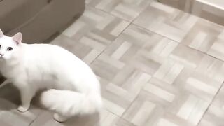 Funny animal videos / The Most Hilarious Animals 2022 #3