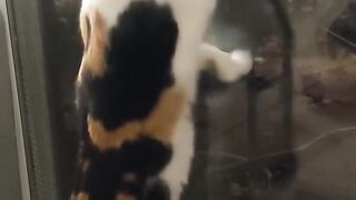 Funny animal videos / The Most Hilarious Animals 2022 #1