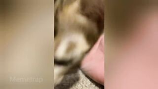 TikTok top funny clips of 2022????????????????