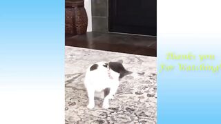 Vídeos de animais engraçados