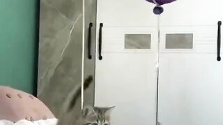 Mom, don't swear at the kitten / The Most Hilarious Animals 2022