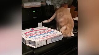 Vídeos De Animais Engraçados/gatos